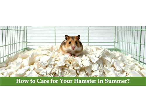 How to Care for Your Hamster in Summer?