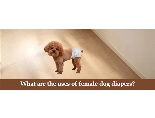 What are the uses of female dog diapers?